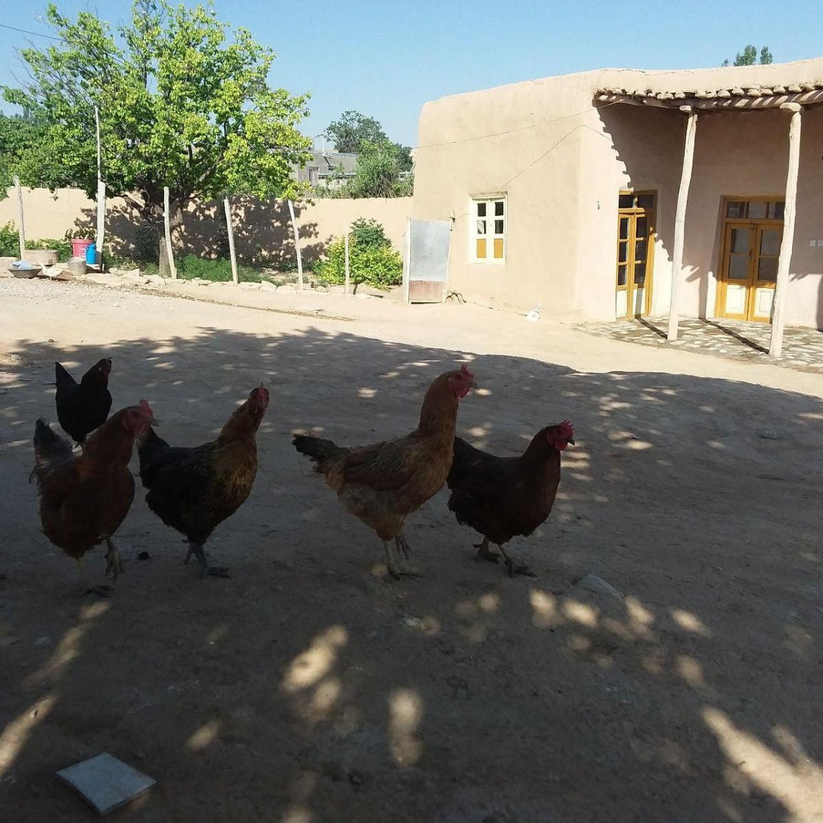 اجاره اقامتگاه بوم گردی در شهر گرماب