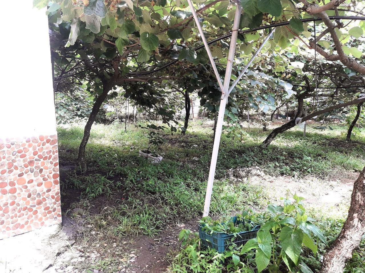 باغ ویلای دربستی در ساحل لیسار تالش