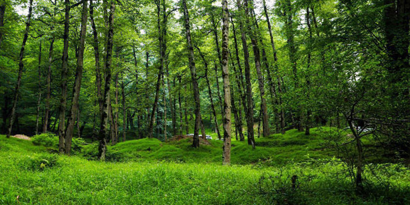 بوستان جنگلی صفارود