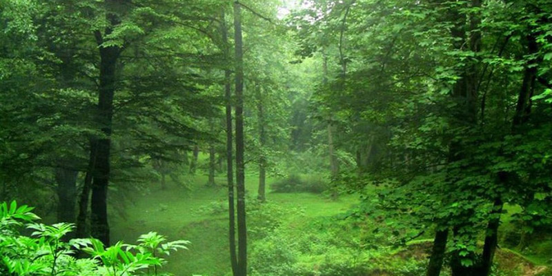جنگل دالخانی رامسر- جاهای دیدنی و تفریحات رامسر