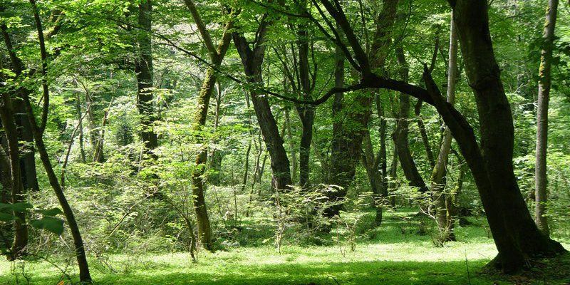 پارک جنگلی نور-جاهای دیدنی گرگان تا رامسر