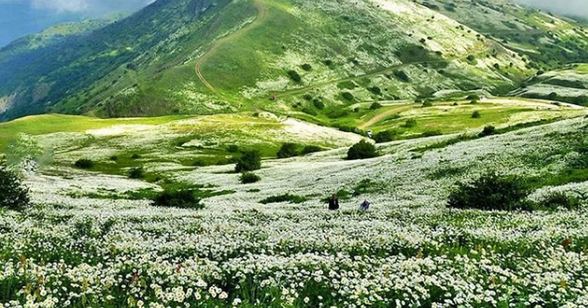 جنگل های استان اردبیل
