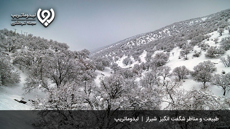 طبیعت-زمستان-در-شیراز