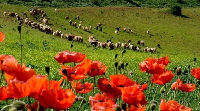 روستای ننه کران زیباترین روستاهای گردشگری اردبیل