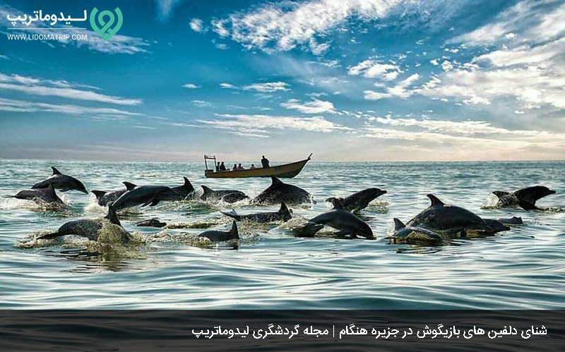 شنای دلفین ها درجزیره هنگام از جزایر اطراف قشم