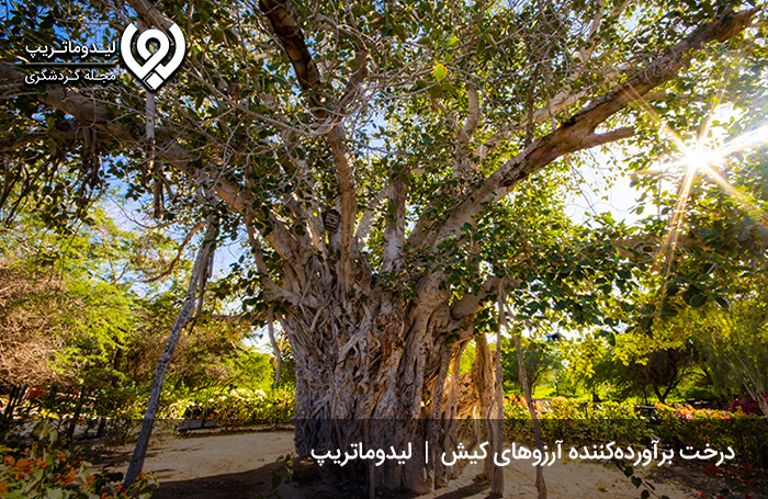 درخت سبز کیش؛ کهنسال‌ترین درخت لور ایران