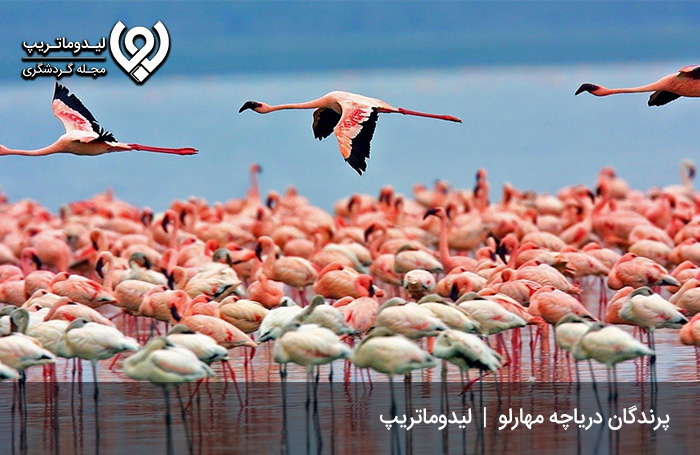 دیدنی-های-دریاچه-مهارلو-شیراز