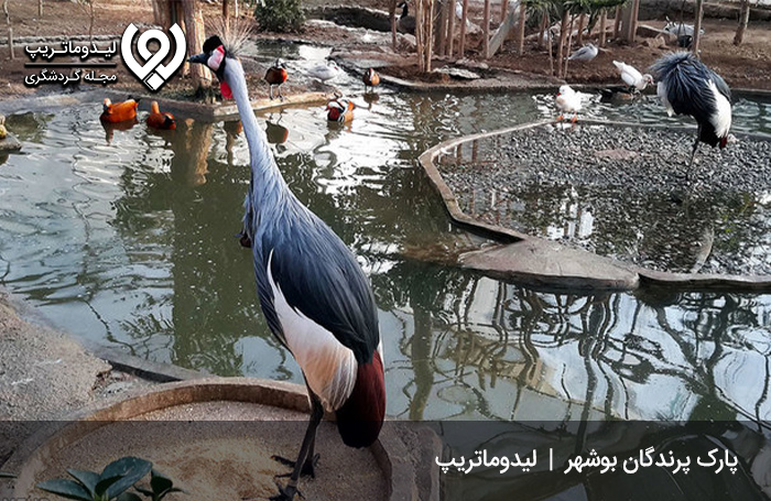 پارک-پرندگان-بوشهر