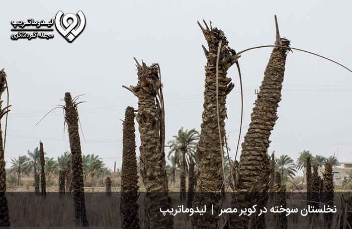 ·-نخلستان-سوخته؛-نخلستانی-که-گرفتار-بی‌رحمی-زمستان-شد!