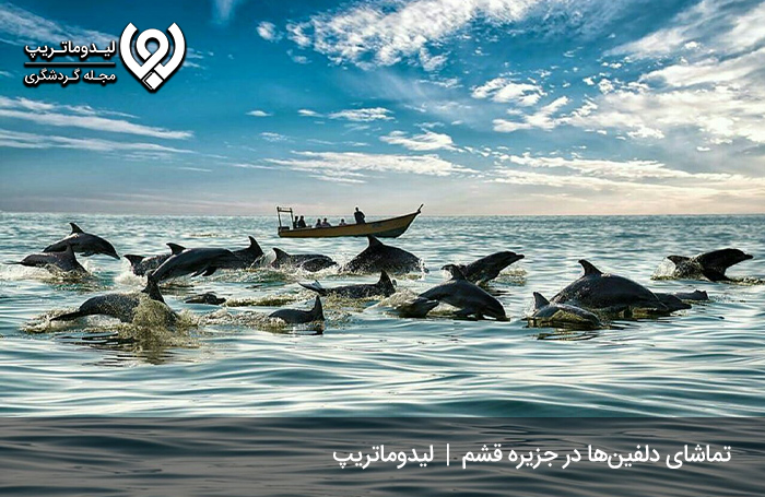 تماشای دلفین‌ها در جزیره زیبای قشم و جزایر اطراف