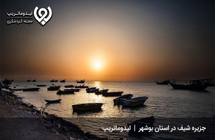 جزیره شیف؛ یکی از زیبایی‌های بوشهر