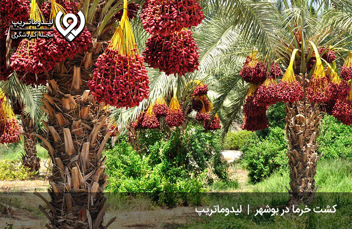 خرما؛ اصلی‌ترین سوغات بوشهر