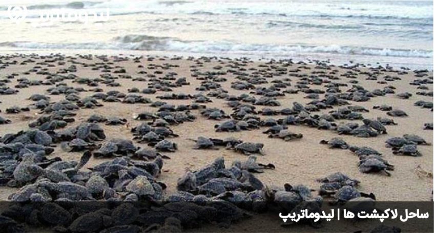 ساحل لاکپشت ها