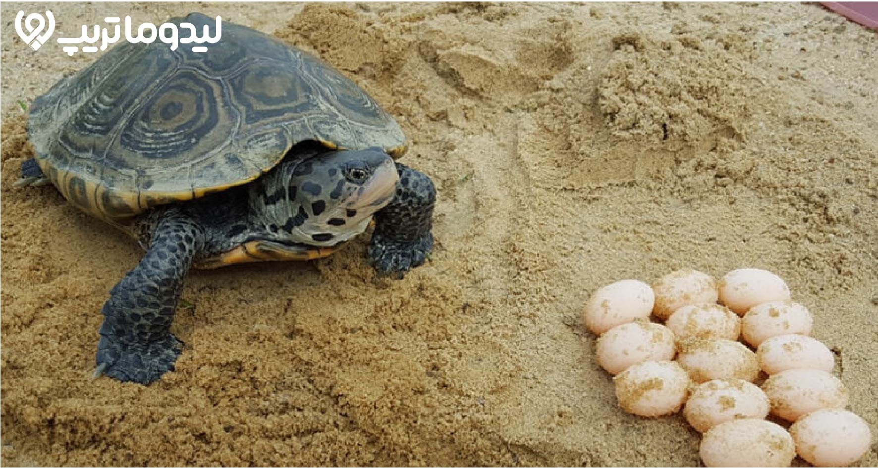 لاکپشت های هندورابی